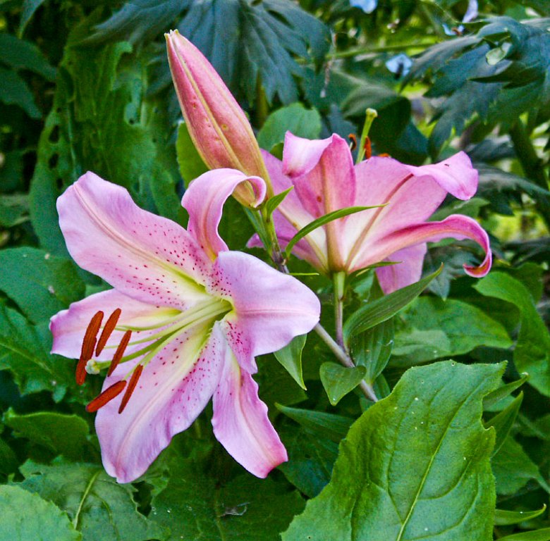12.jpg - Lilium ´Lila´