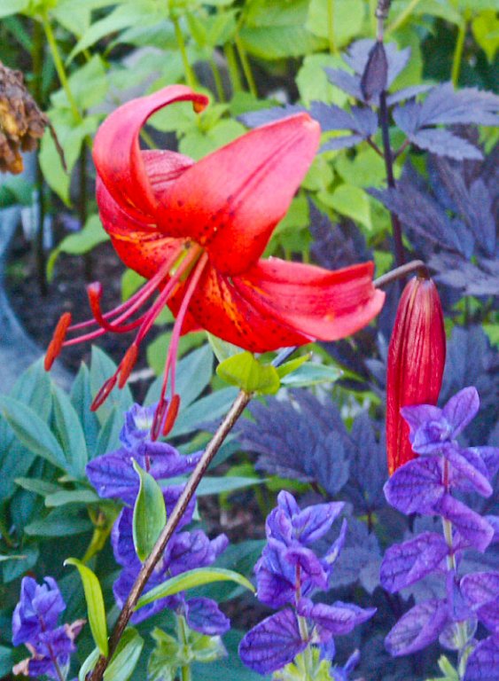 13.jpg - Lilium ´Noczka´