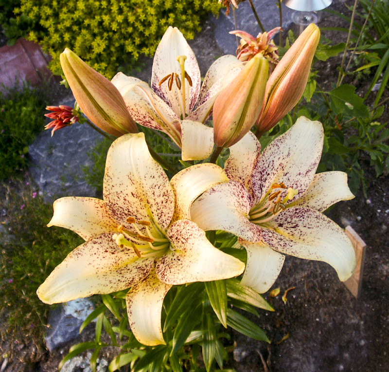 14.jpg - Lilium ´Sun Crest´