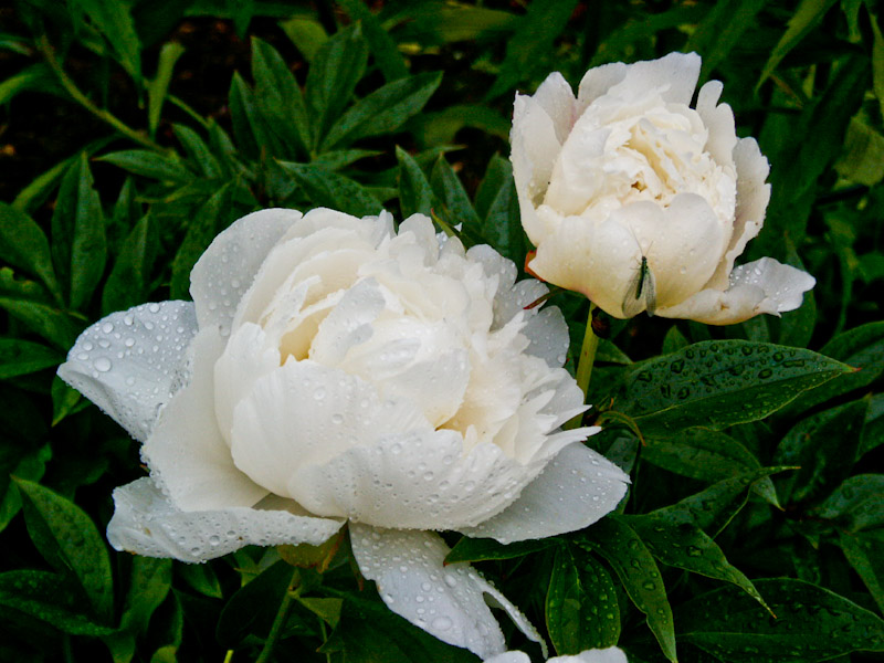 15.jpg - Paeonia ´Bowl of Cream´