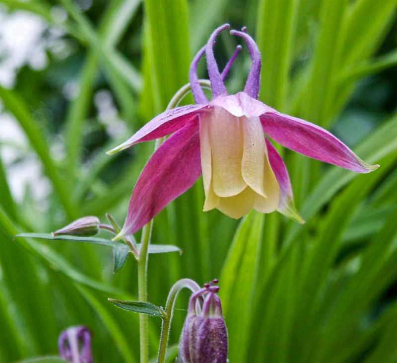 17.jpg - Aquilegia buergeriana ´Calimero´- purpurakleja