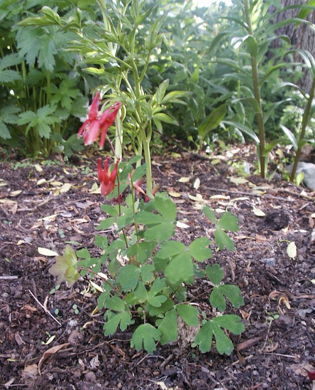 18.jpg - Aquilegia canadensis - Kanadaakleja