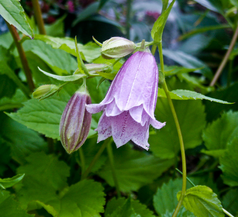 20.jpg - Campanula punctata 'Pantaloons' - Prickklocka