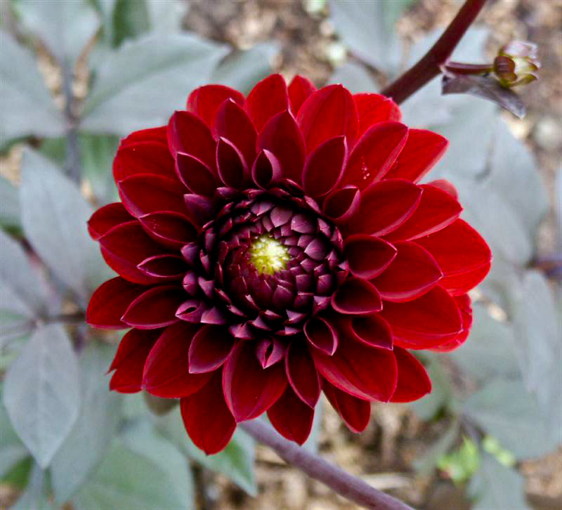 21.jpg - Dahlia ´Miss Campbell´