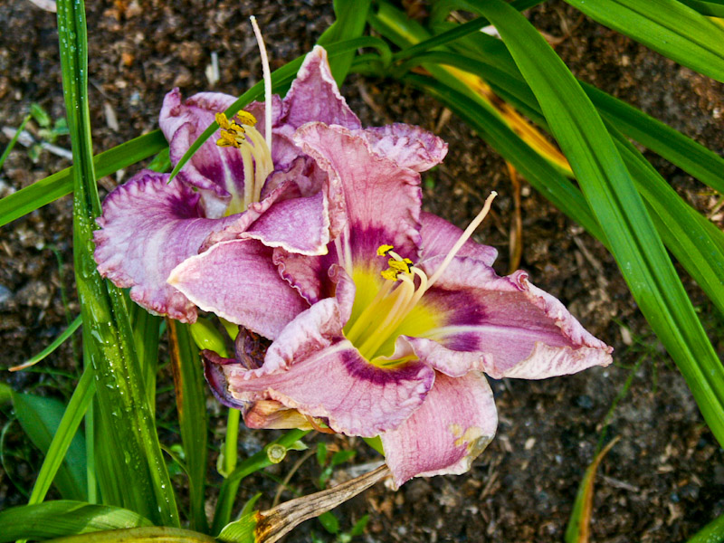 28.jpg - Hemerocallis ´Druid´s Chant´