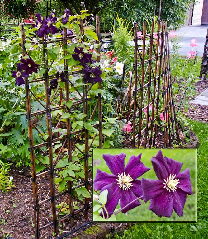 6.jpg - Clematis ´Romantica´