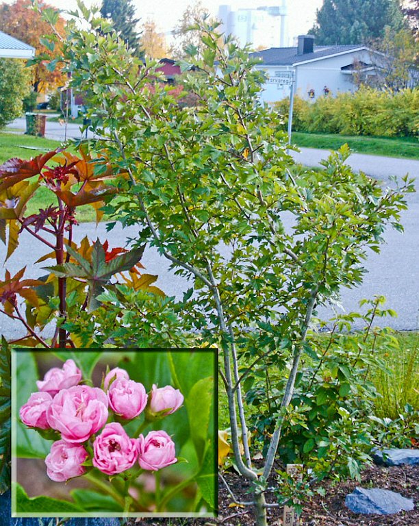 7.jpg - Crataegus x modenensis ´Toba´