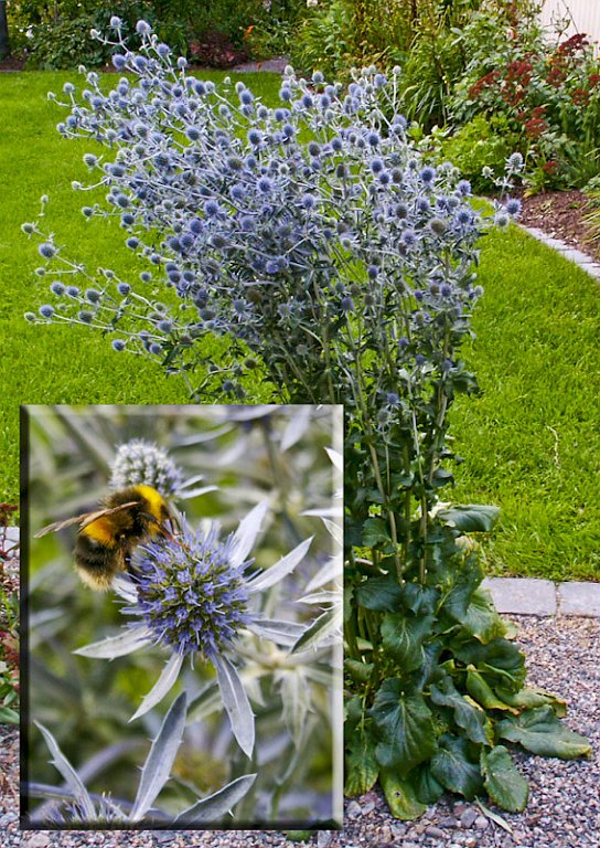 8.jpg - Eryngium planum - Rysk Martorn