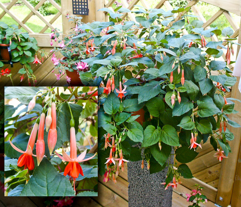 9.jpg - Fuchsia ´Swanley Yellow´